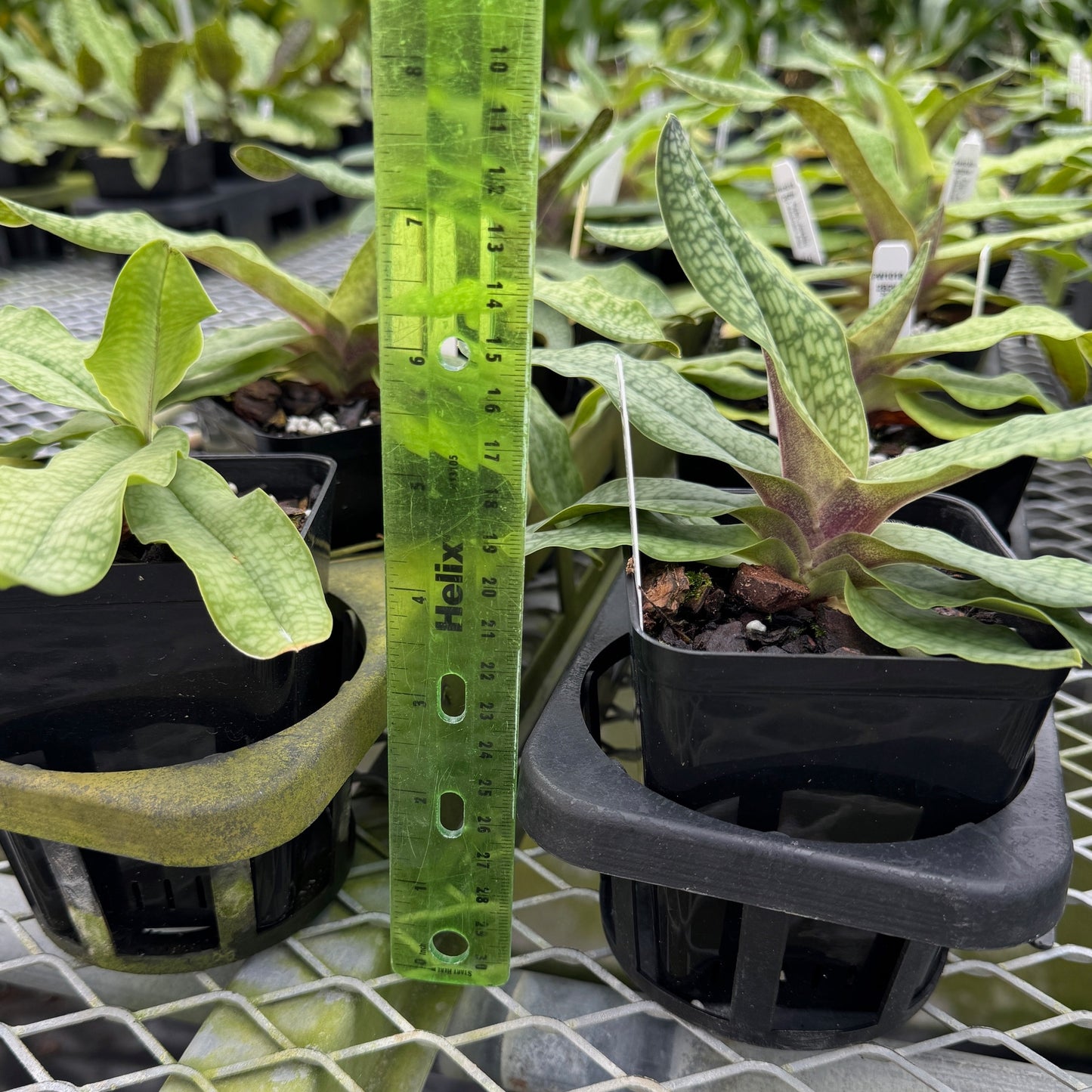 Paph. Joséito x delenatii alba (4" Pot) -Not Blooming