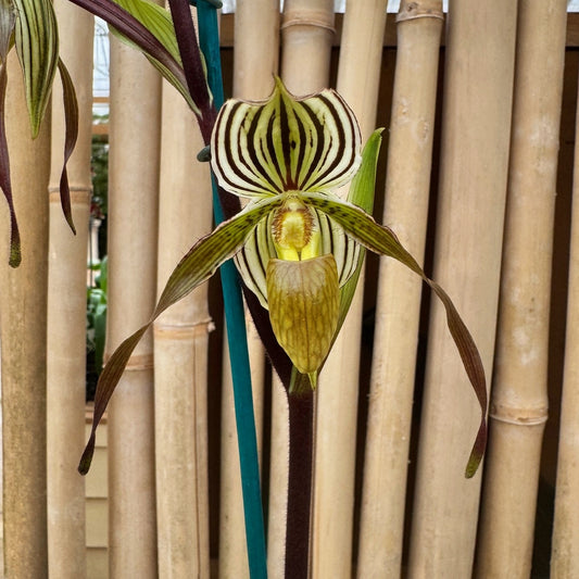 Paphiopedilum Temptation  (5.5" Pot)