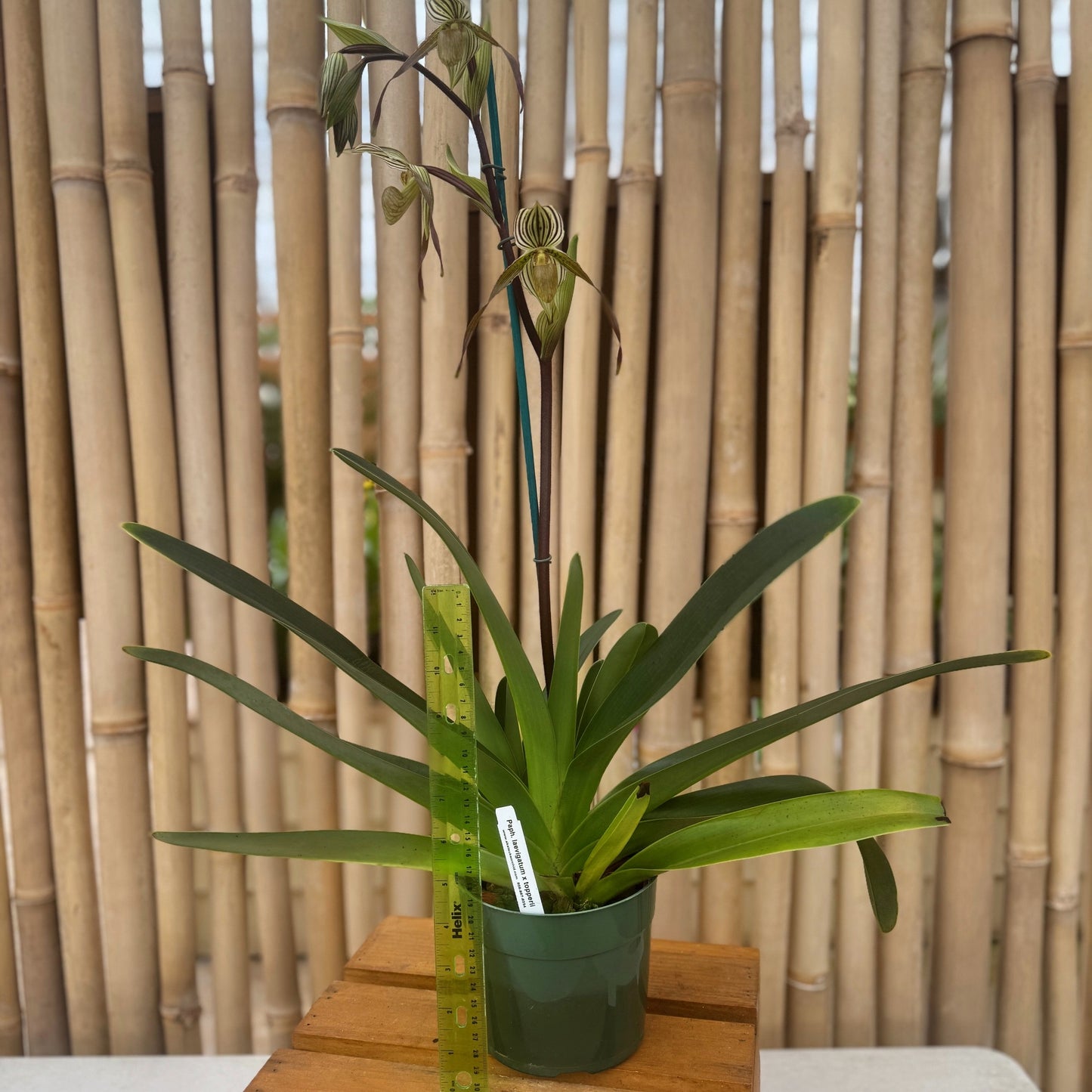 Paphiopedilum Temptation  (5.5" Pot)