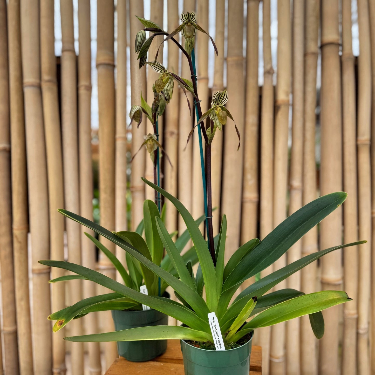 Paphiopedilum Temptation  (5.5" Pot)