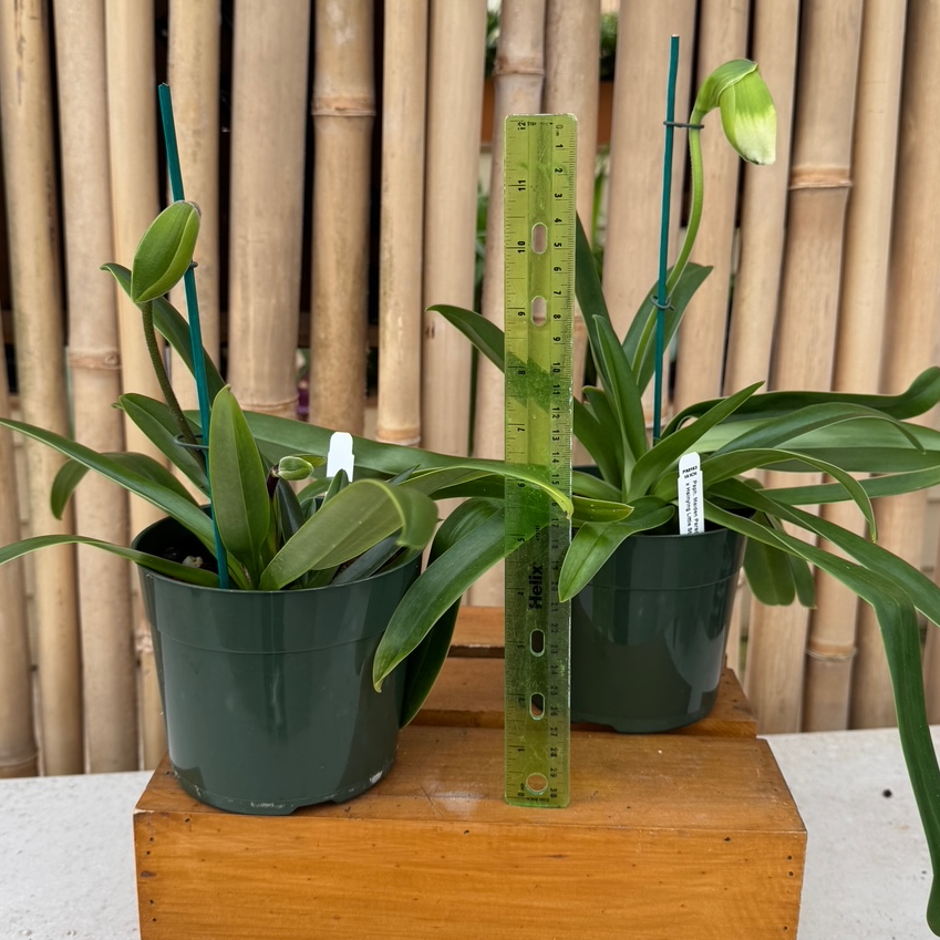 Paph. Maiden Paradise '#2' x Hsinying Little Stone (5.5" Pot) - Buds