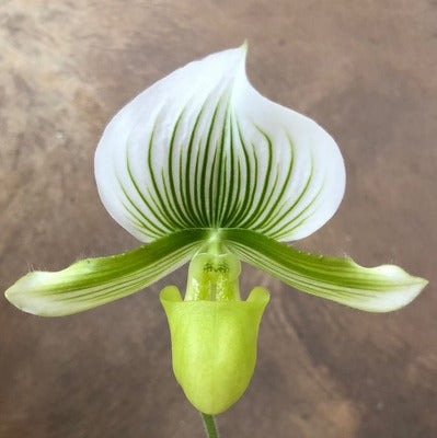 Paph. Maudiae (Green & White)