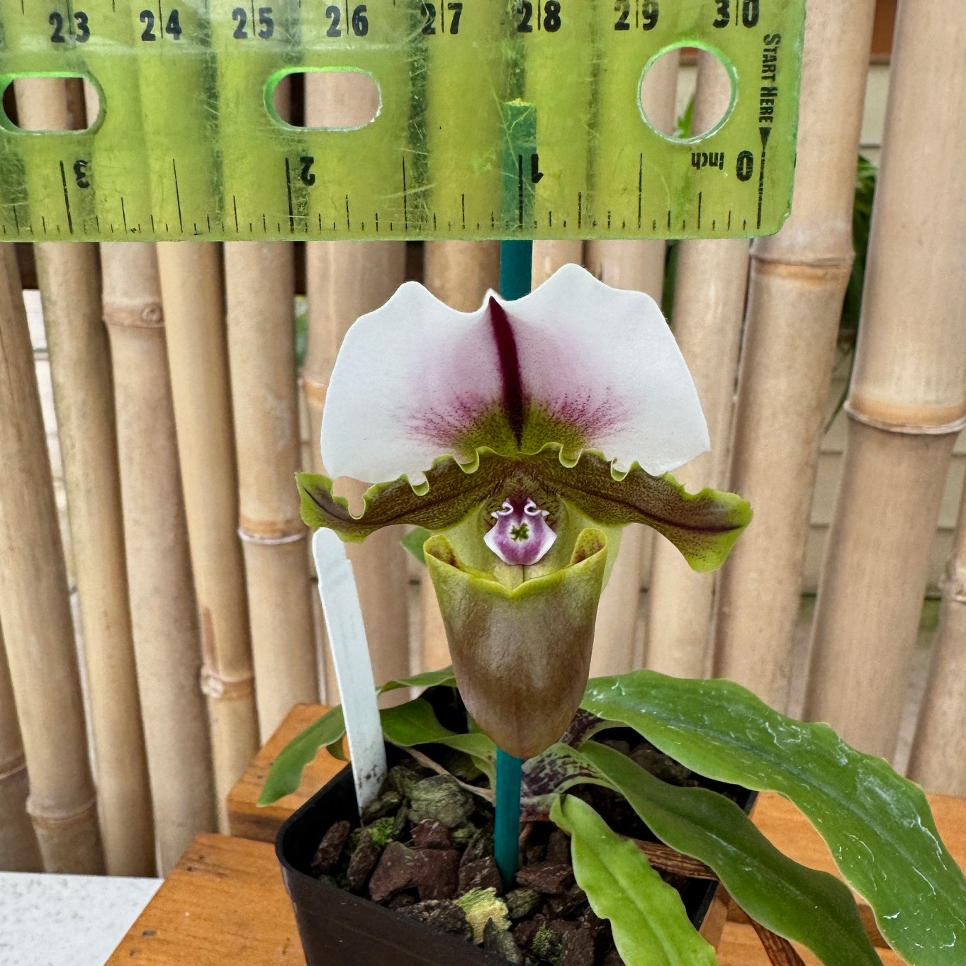 Paphiopedilum spicerianum x sib (4"pot) - Bud