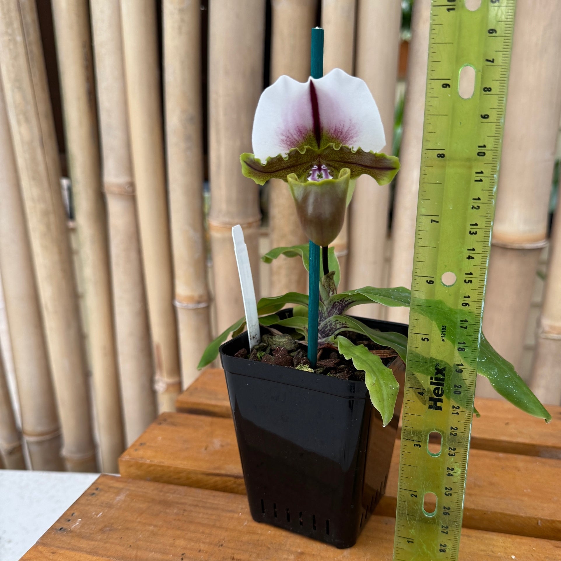 Paphiopedilum spicerianum x sib (4
