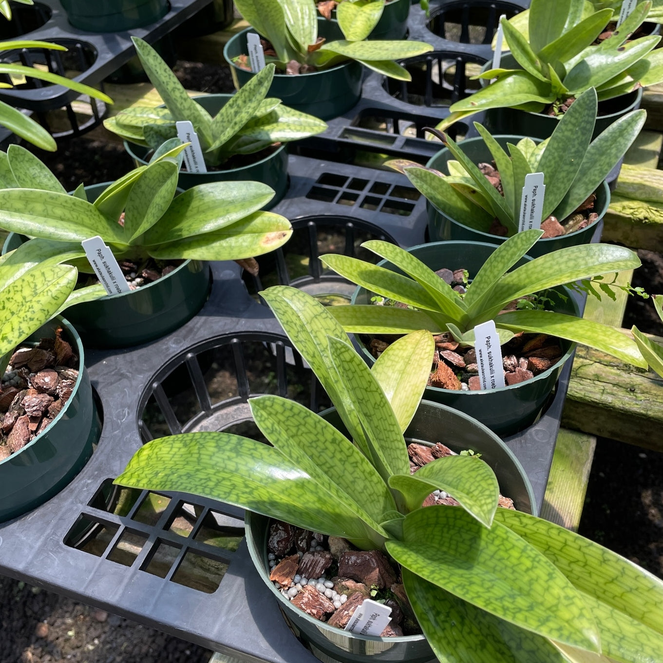 Paph. sukhakulii x roebbelinii (5.5" Pot) - Not Blooming