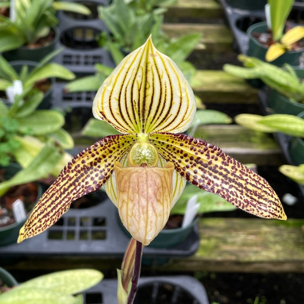 Paph. sukhakulii x roebbelinii (5.5" Pot) - Not Blooming
