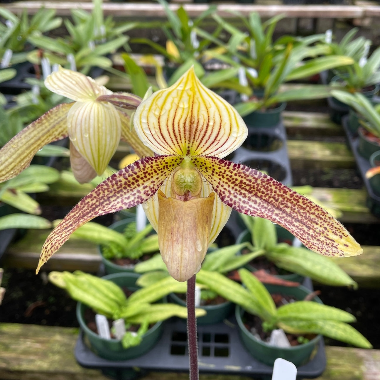 Paph. sukhakulii x roebbelinii (5.5" Pot) - Not Blooming