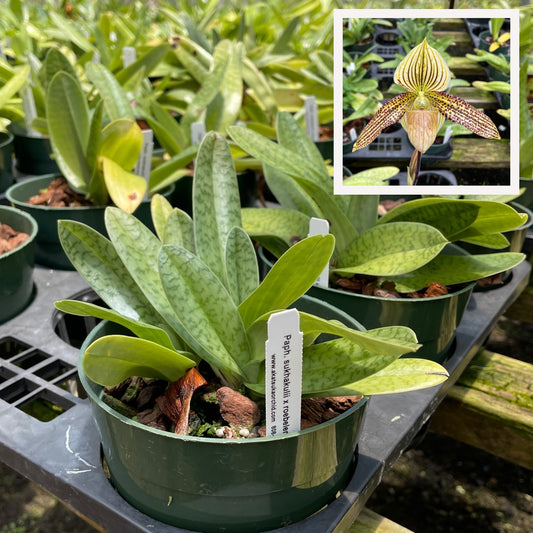 Paph. sukhakulii x roebbelinii (5.5" Pot) - Not Blooming