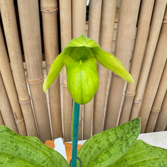 Paph. venustum 'Yellow' x Avalon Delight '#2' (Buds)