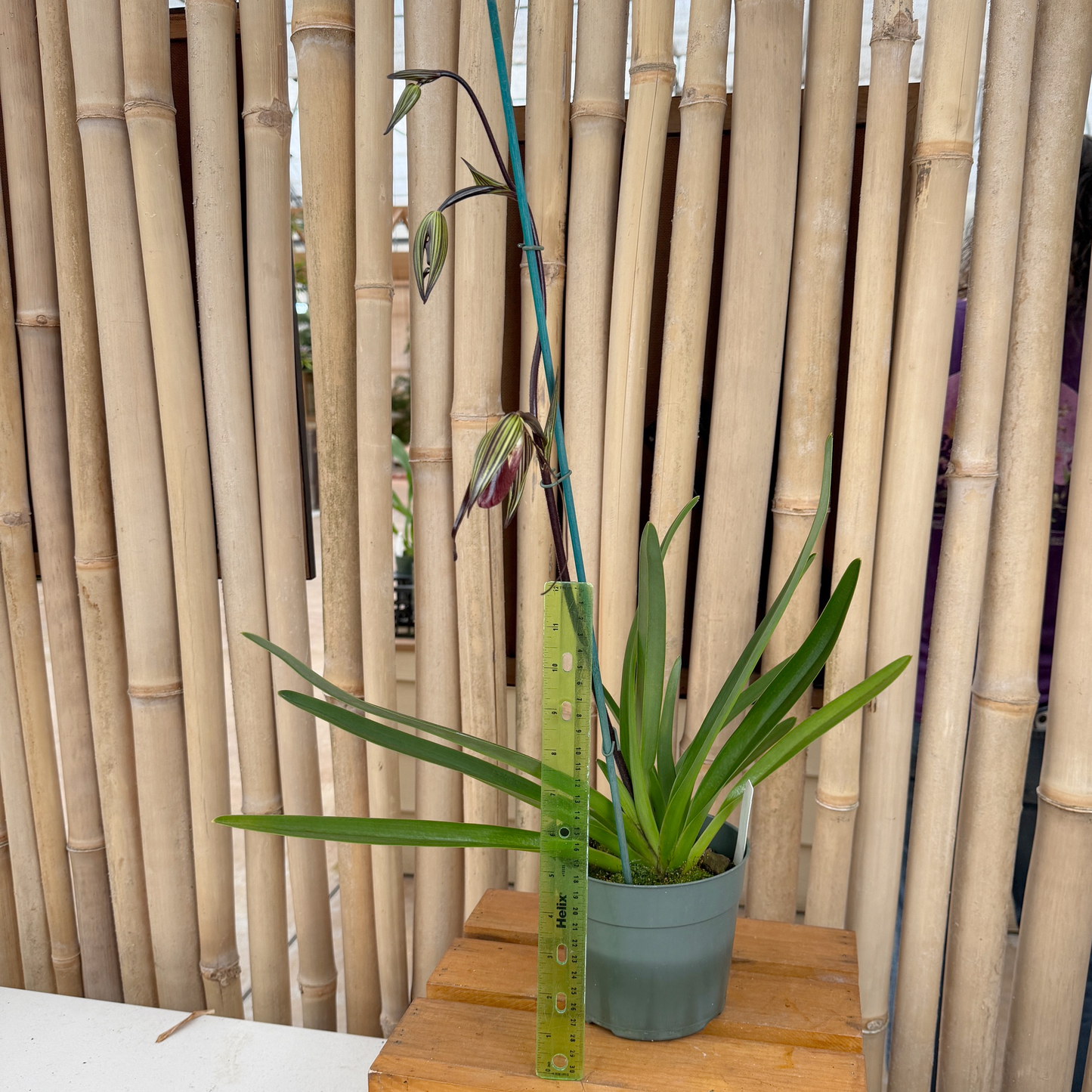 Paph. exul x parishi (5.5" Pot) - Budded