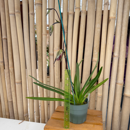 Paph. exul x parishi (5.5" Pot) - Budded