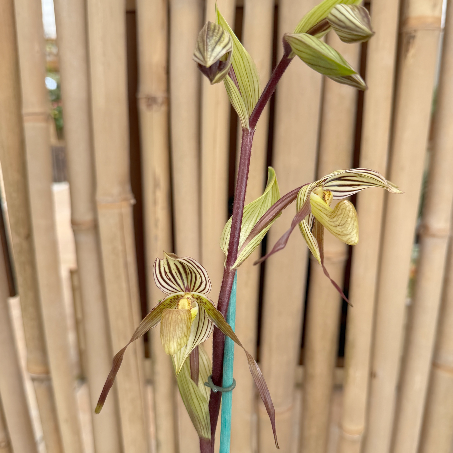 Paphiopedilum Temptation  (5.5" Pot)