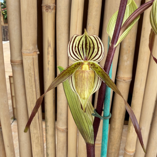 Paphiopedilum laevigatum x Paph. topperii (5.5" Pot)