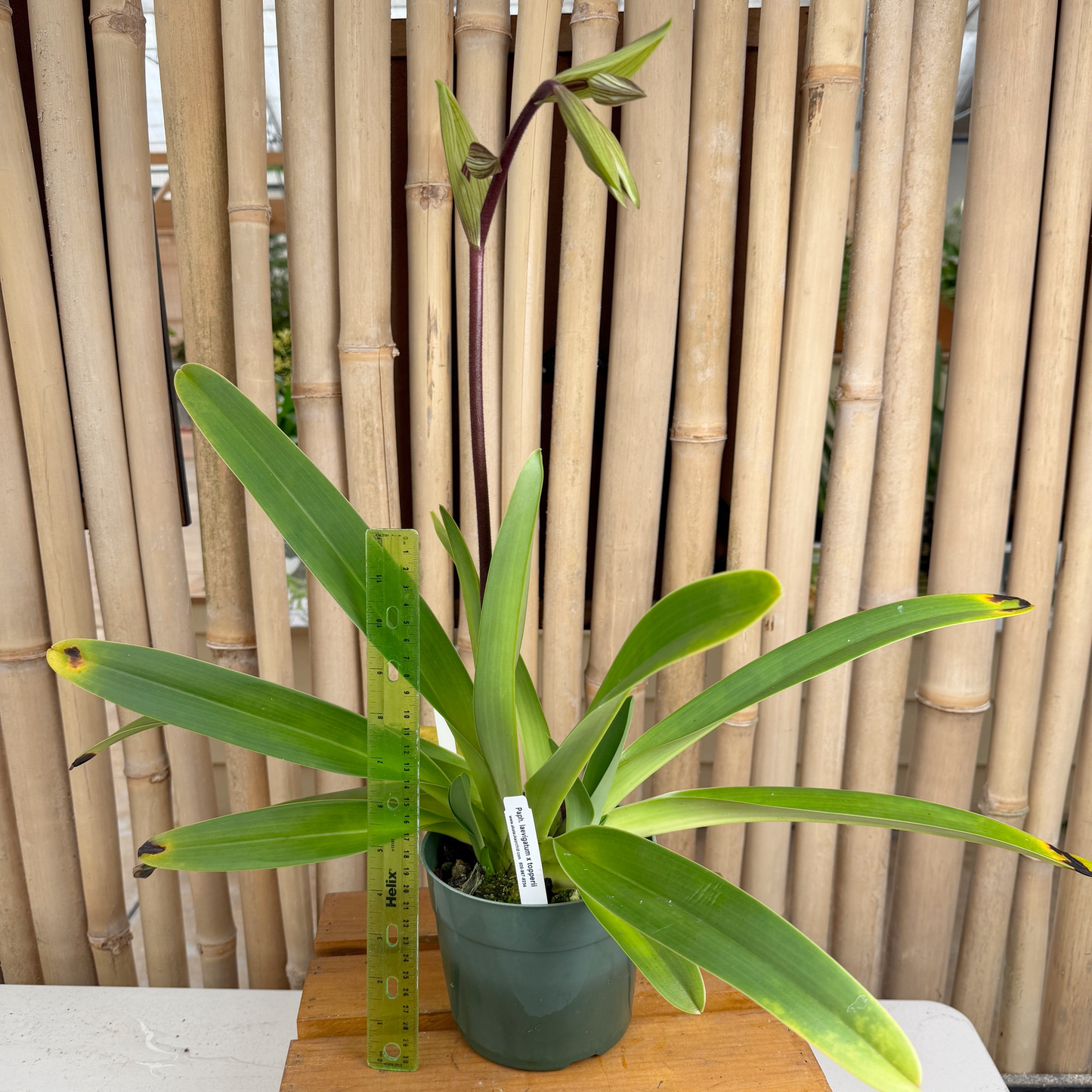 Paphiopedilum laevigatum x Paph. topperii (5.5" Pot)