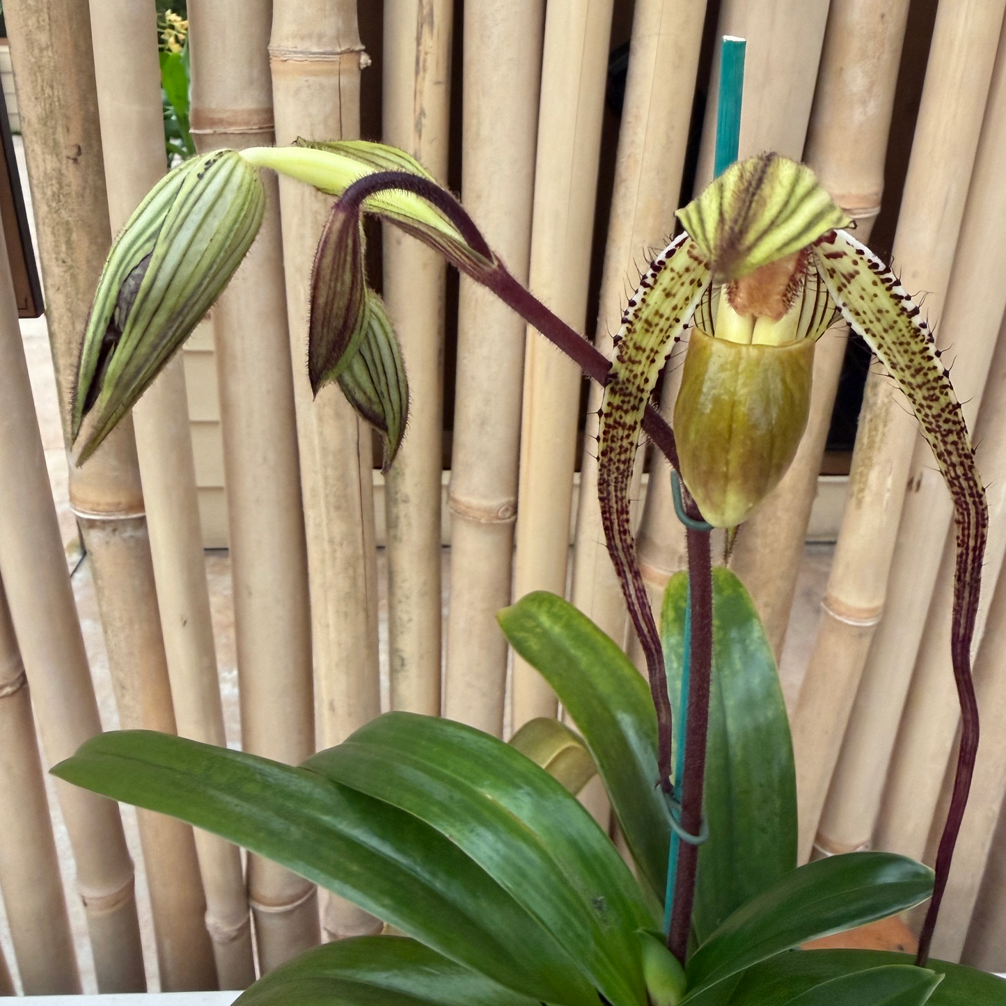 Paph. primulinum var. flavum x sanderianum (Paph. Oberhausens Diamant)