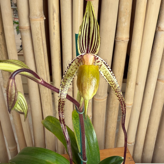 Paph. primulinum var. flavum x sanderianum (Paph. Oberhausens Diamant)