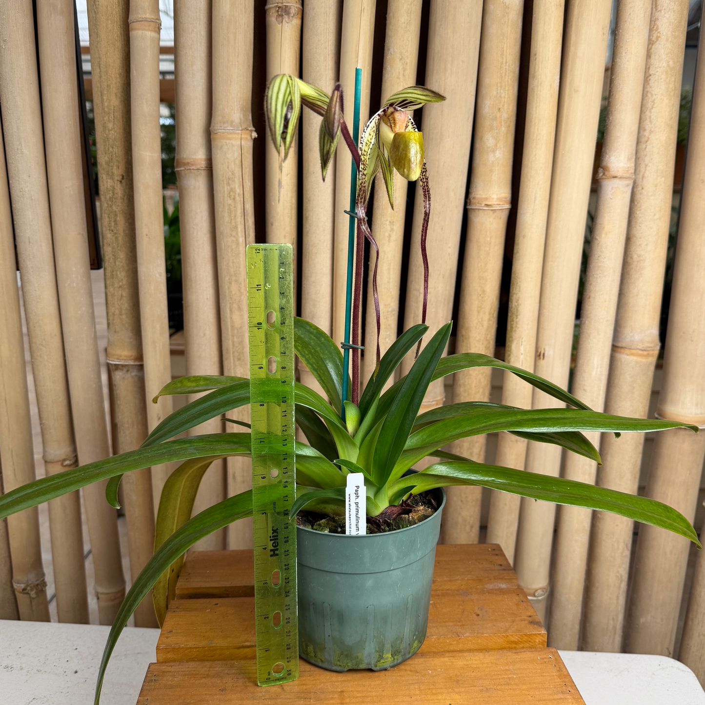 Paph. primulinum var. flavum x sanderianum (Paph. Oberhausens Diamant)