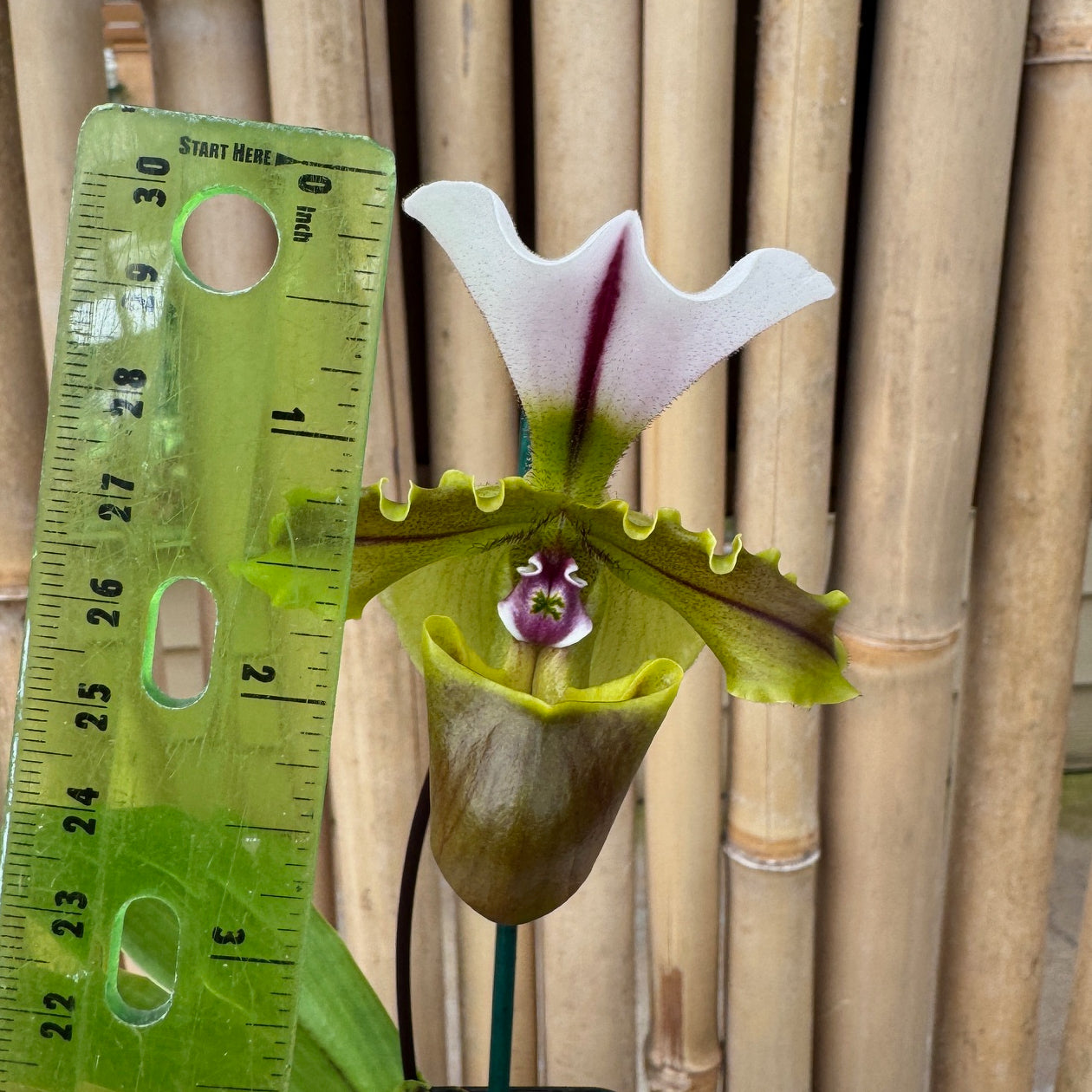 Paphiopedilum spicerianum x sib (4