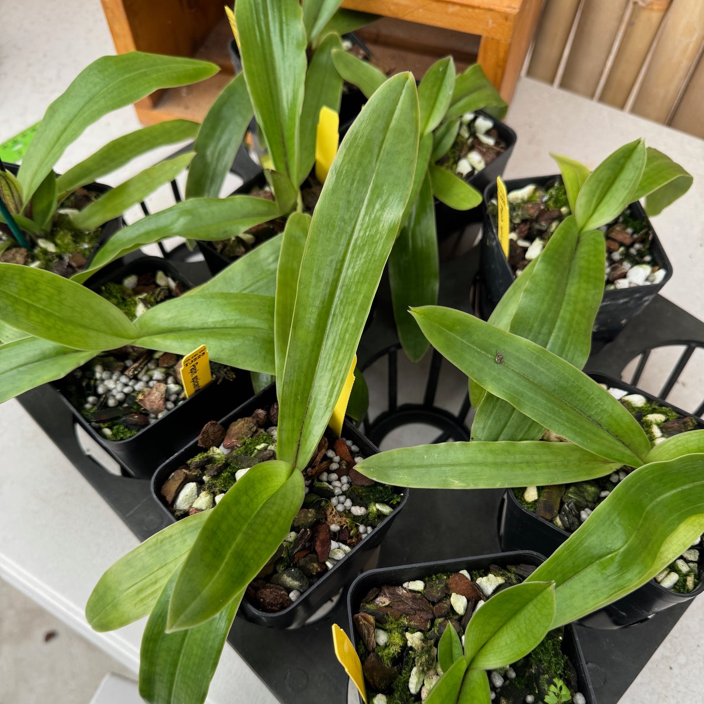 Paphiopedilum spicerianum x sib (4" pot) - Not Blooming