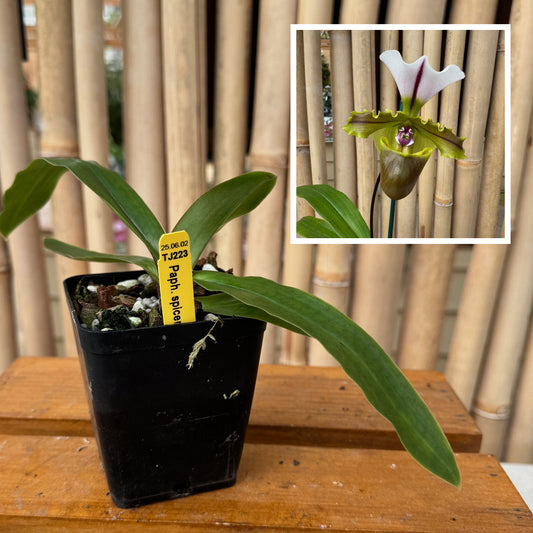 Paphiopedilum spicerianum x sib (4" pot) - Not Blooming