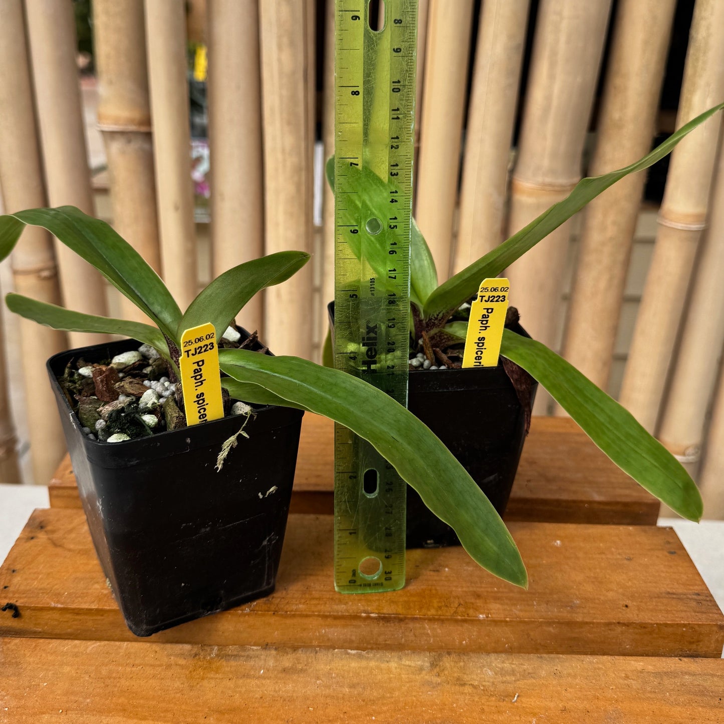 Paphiopedilum spicerianum x sib (4" pot) - Not Blooming