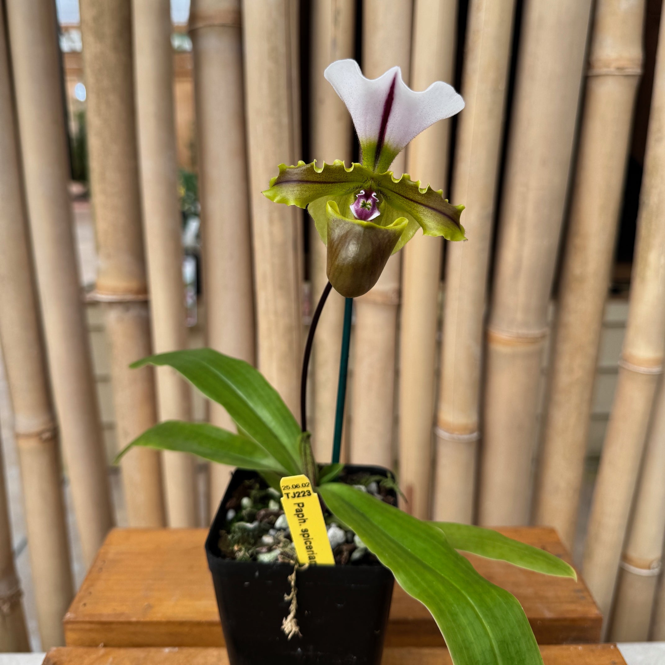 Paphiopedilum spicerianum x sib (4
