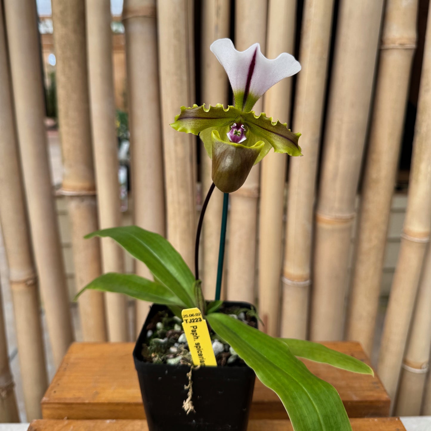 Paphiopedilum spicerianum x sib (4"pot) - Bud