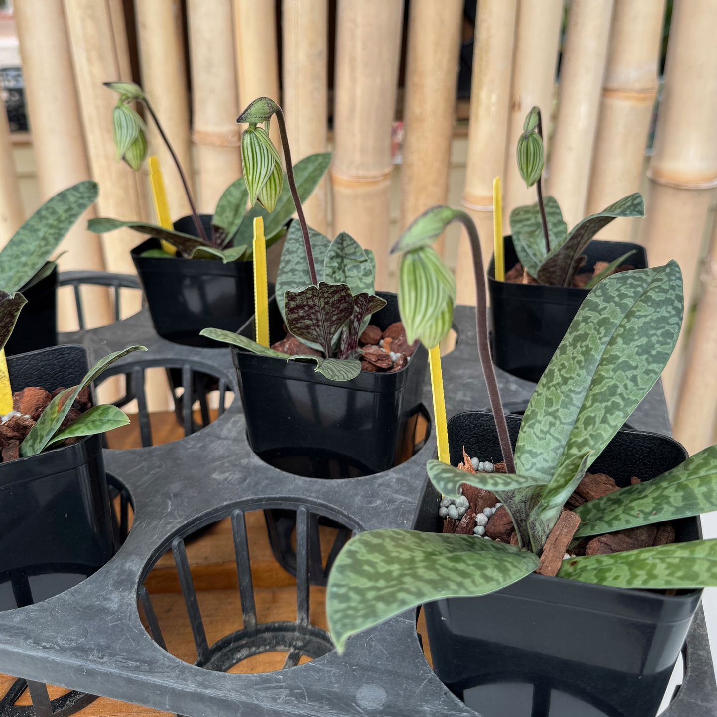 Paph. venustum x sib (4" Pot) - Bud