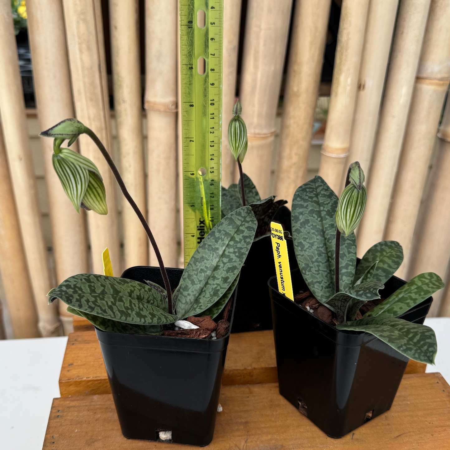 Paph. venustum x sib (4" Pot) - Bud