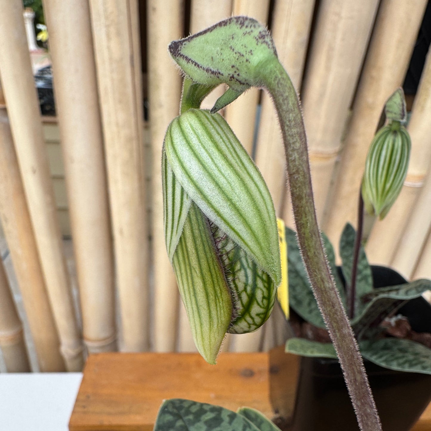 Paph. venustum x sib (4" Pot) - Bud