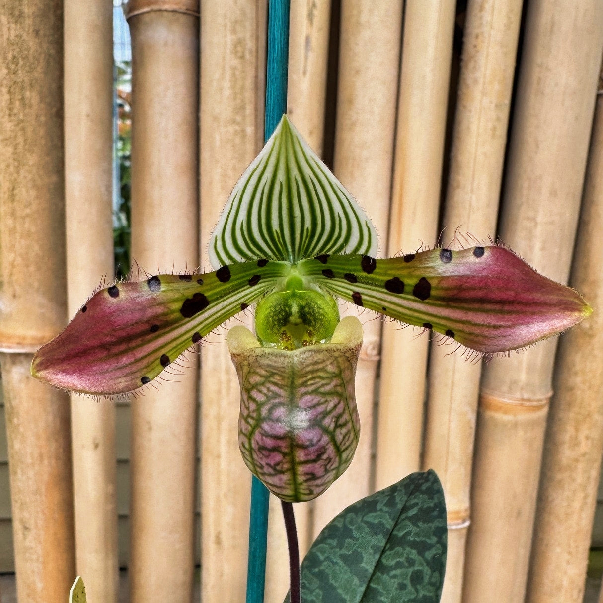 Paph. venustum x sib (4" Pot) - Bud