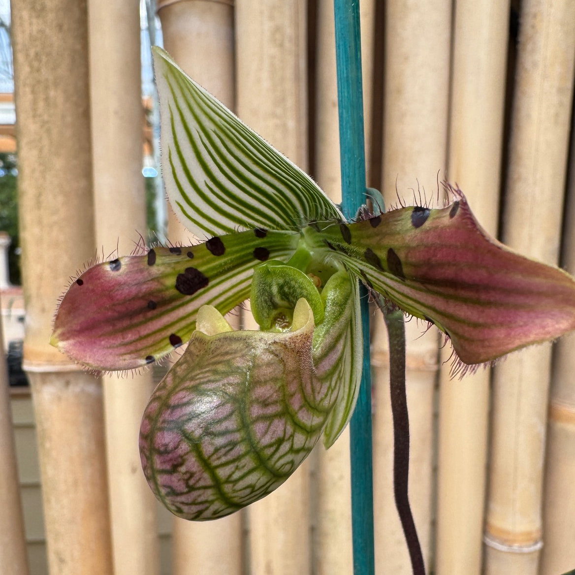 Paph. venustum x sib (4" Pot) - Bud