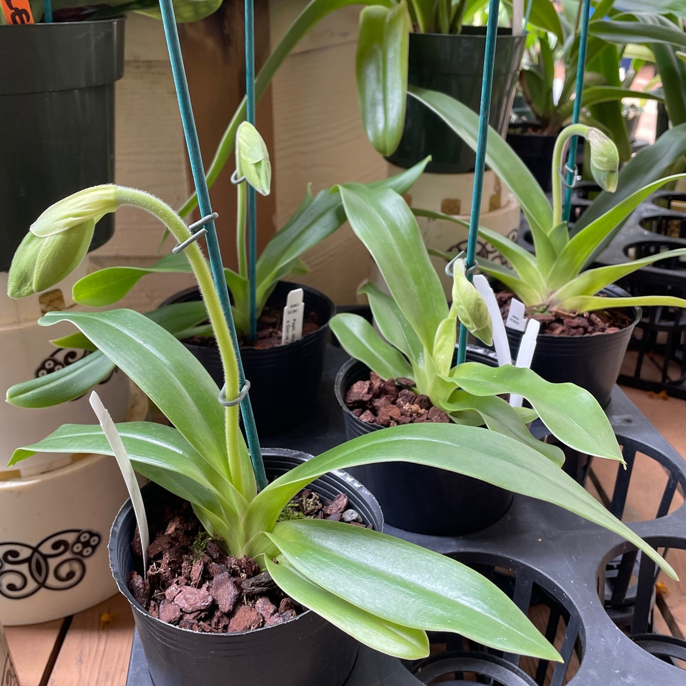 Complex Paphiopedilum (Green-Medium Size)