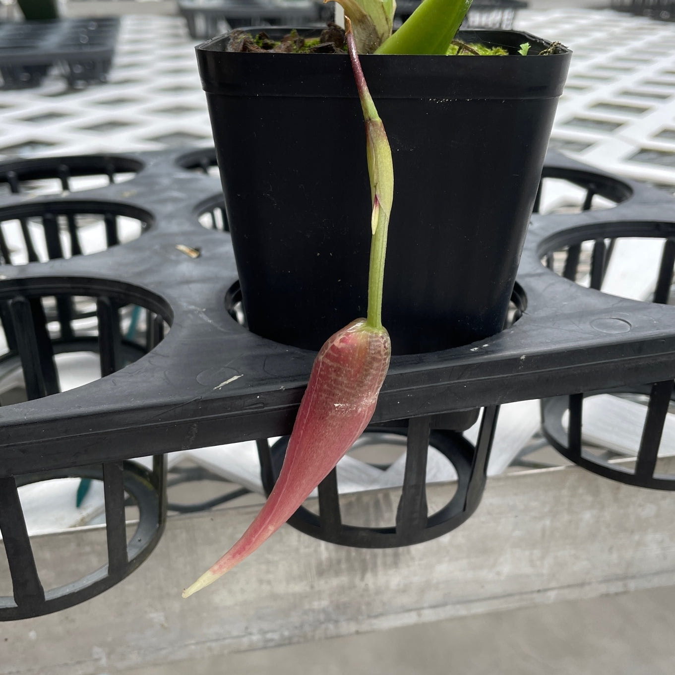 Paphinia Majestic (4" Pot) - Buds