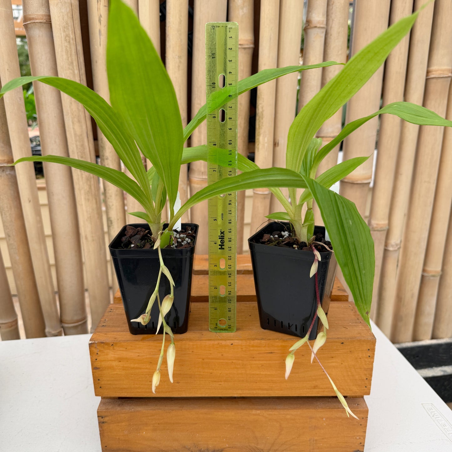 Paphinia Majestic x neudeckeri (4" Pot) - Buds