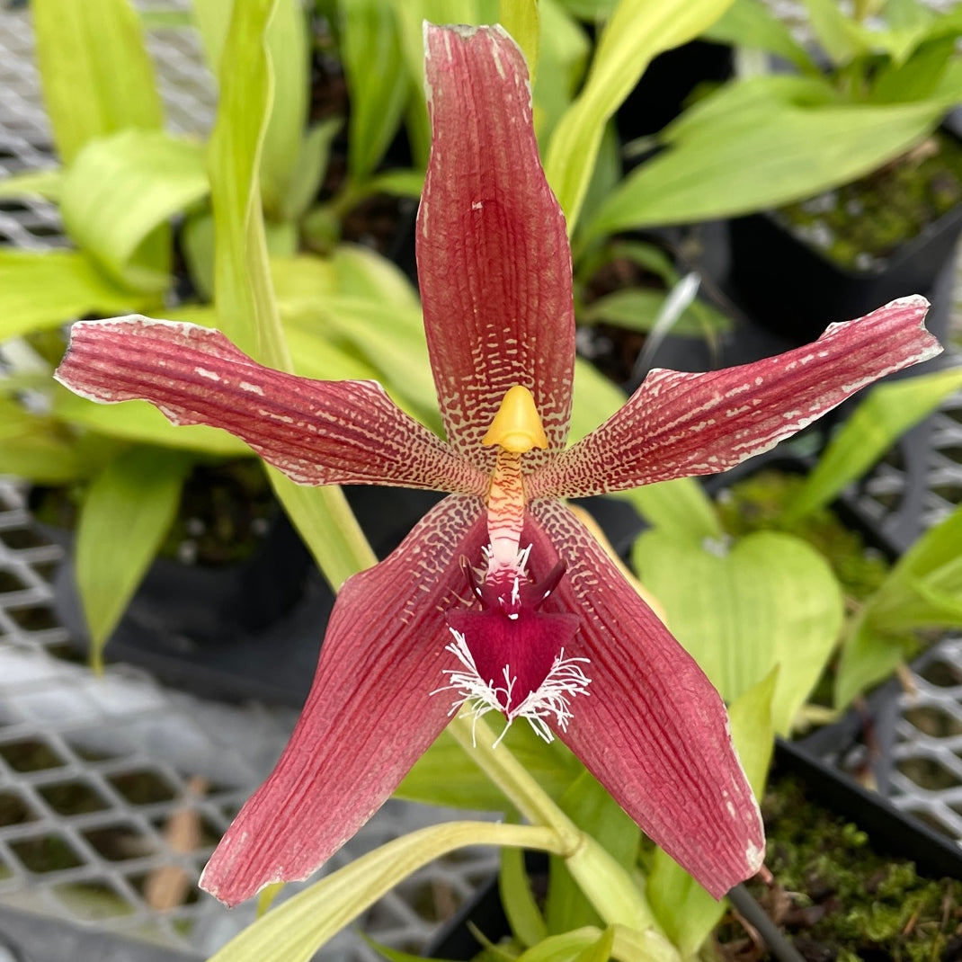 Paphinia Majestic (4" Pot) - Buds