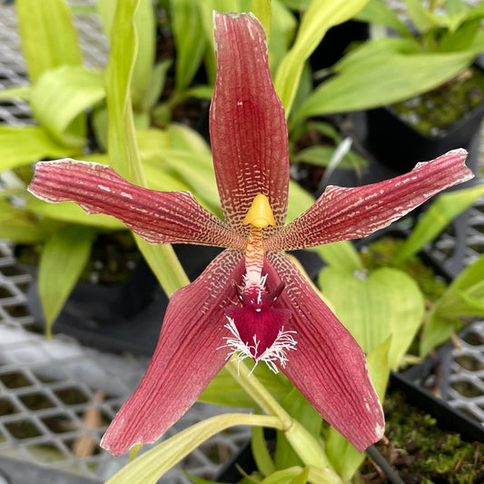 Paphinia Majestic (4" Pot) - Buds