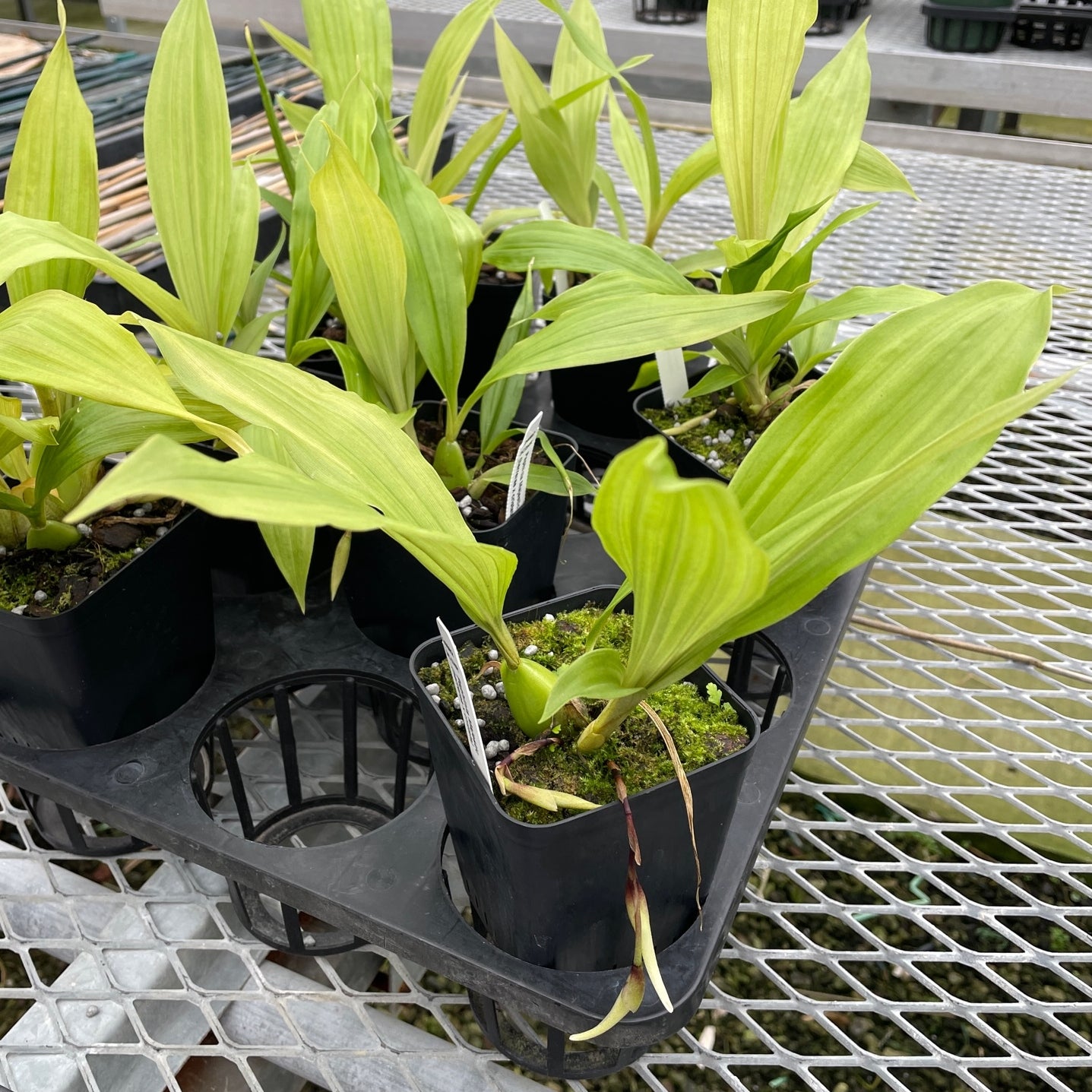 Paphinia Majestic (4" Pot) - Buds