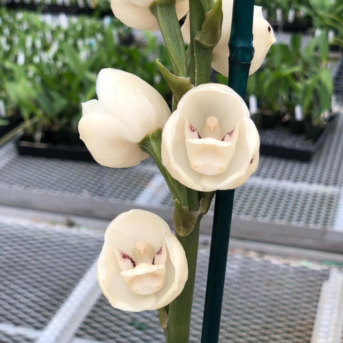 Peristeria elata x sib (6.5" pot) - Not Blooming
