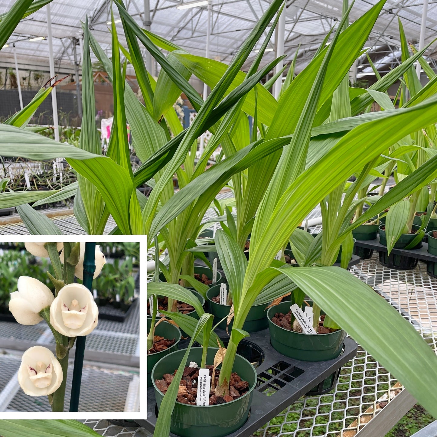 Peristeria elata x sib (6.5" pot) - Not Blooming