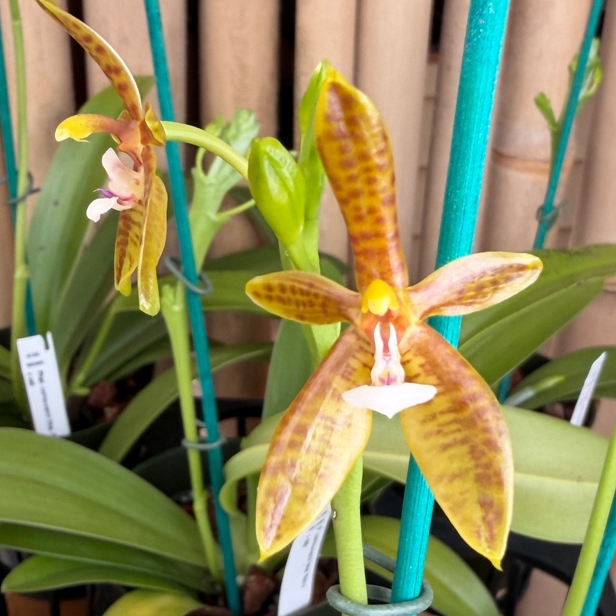 Phal. cornu-cervi fma flava x sib (4" pot) - Buds/Blooms