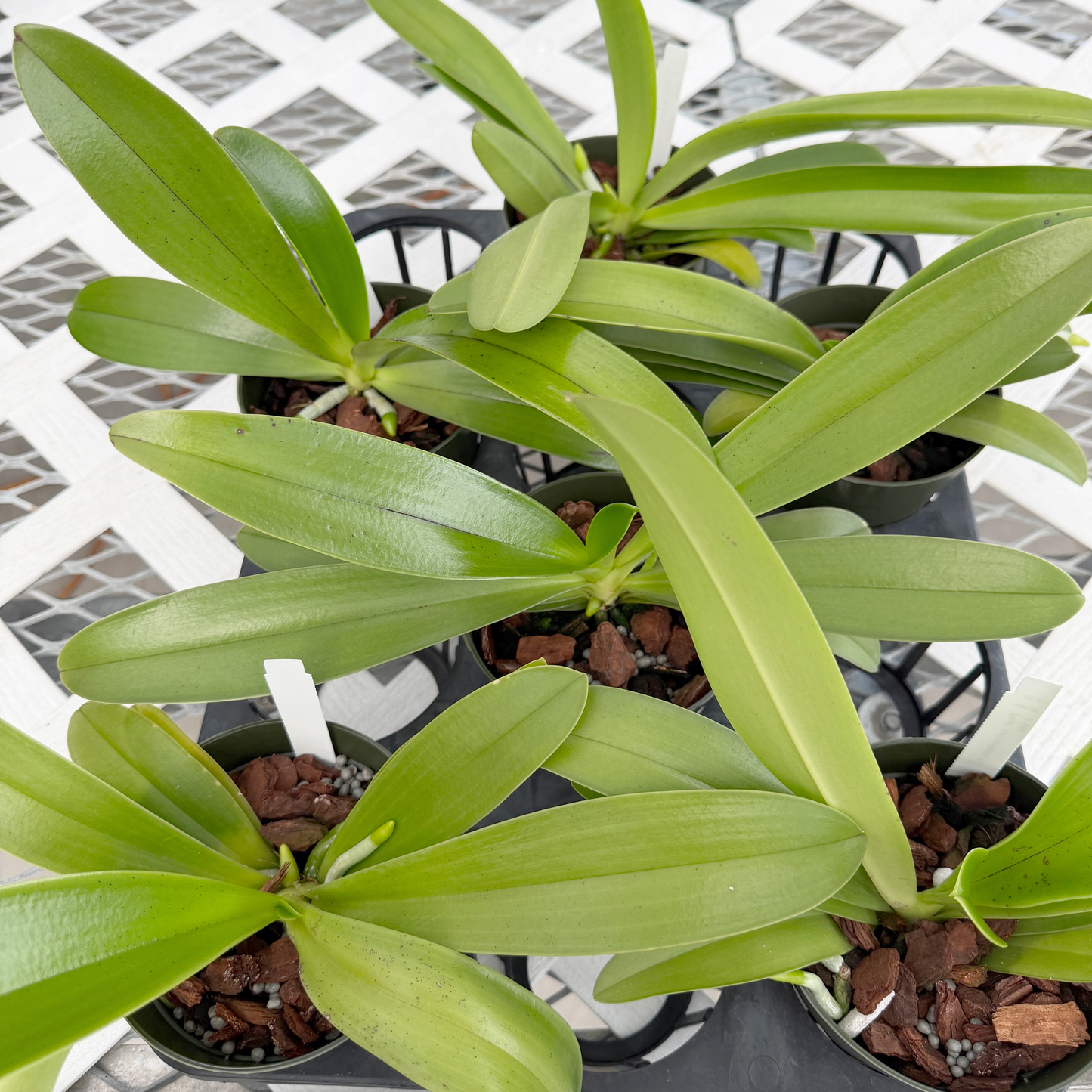 Phal. cornu-cervi fma flava x sib (4" pot) - Not Blooming