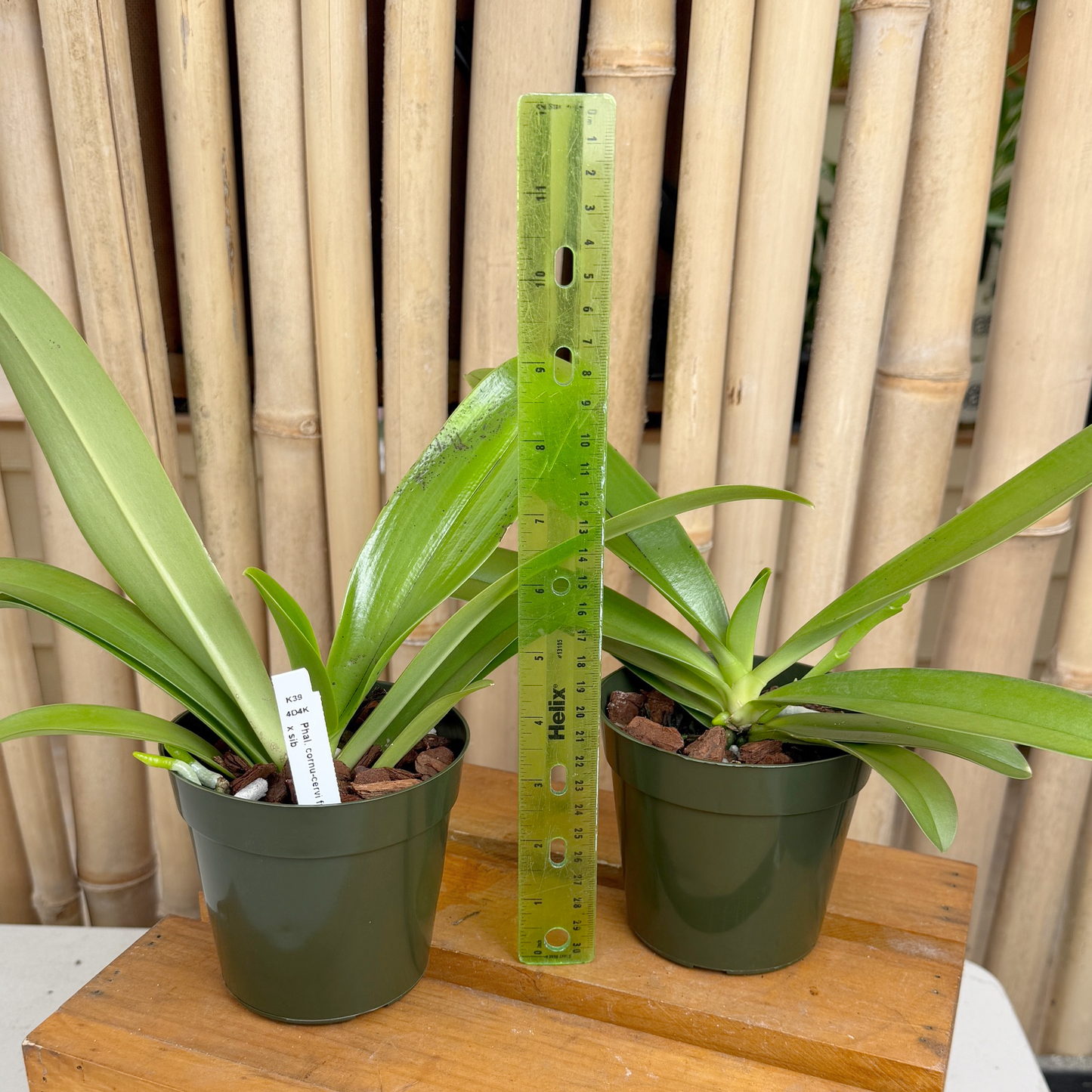 Phal. cornu-cervi fma flava x sib (4" pot) - Not Blooming