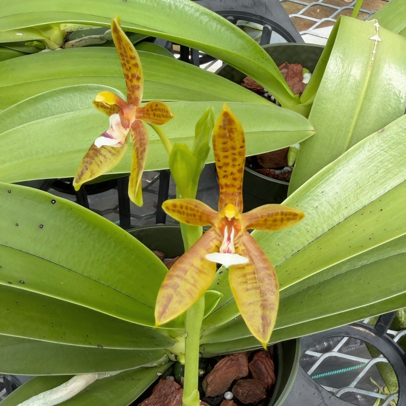 Phal. cornu-cervi fma flava x sib (4" pot) - Not Blooming