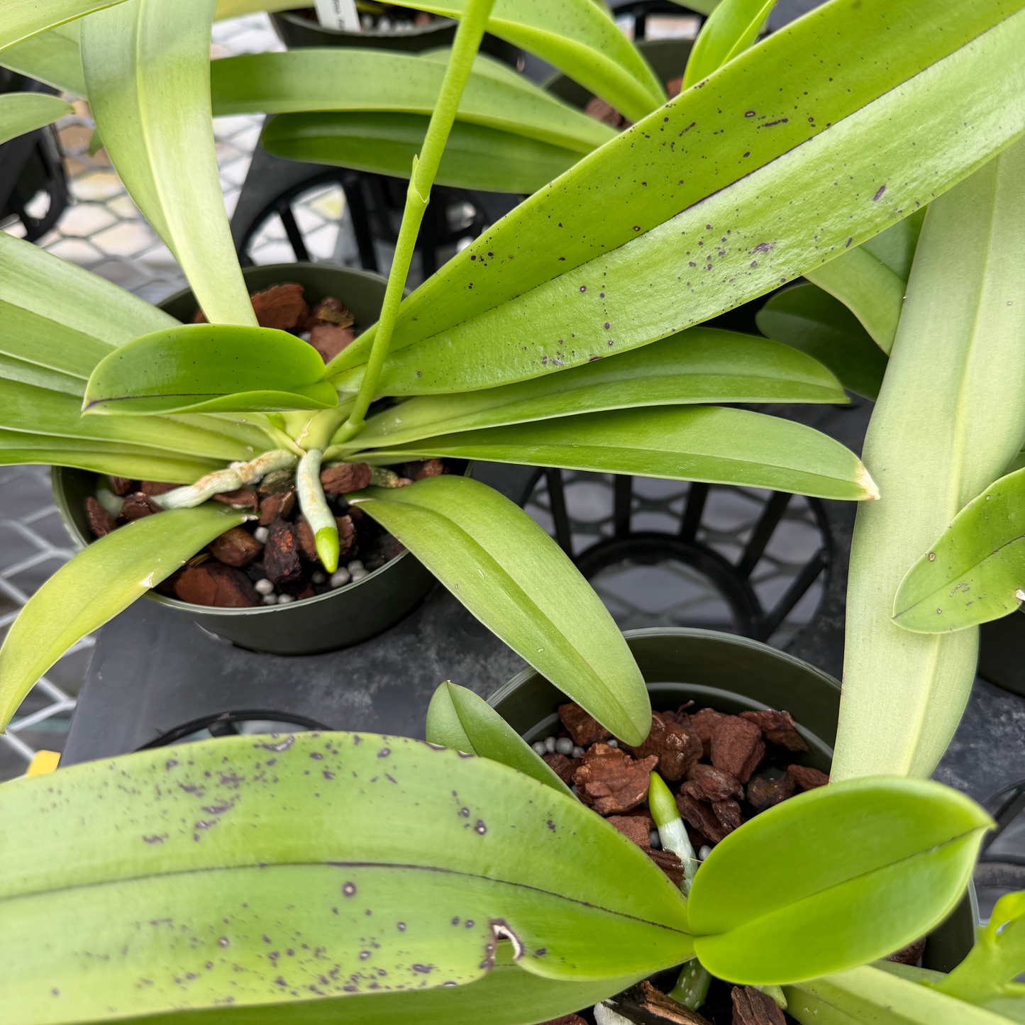 Phal. cornu-cervi fma flava x sib (4" pot) - Not Blooming