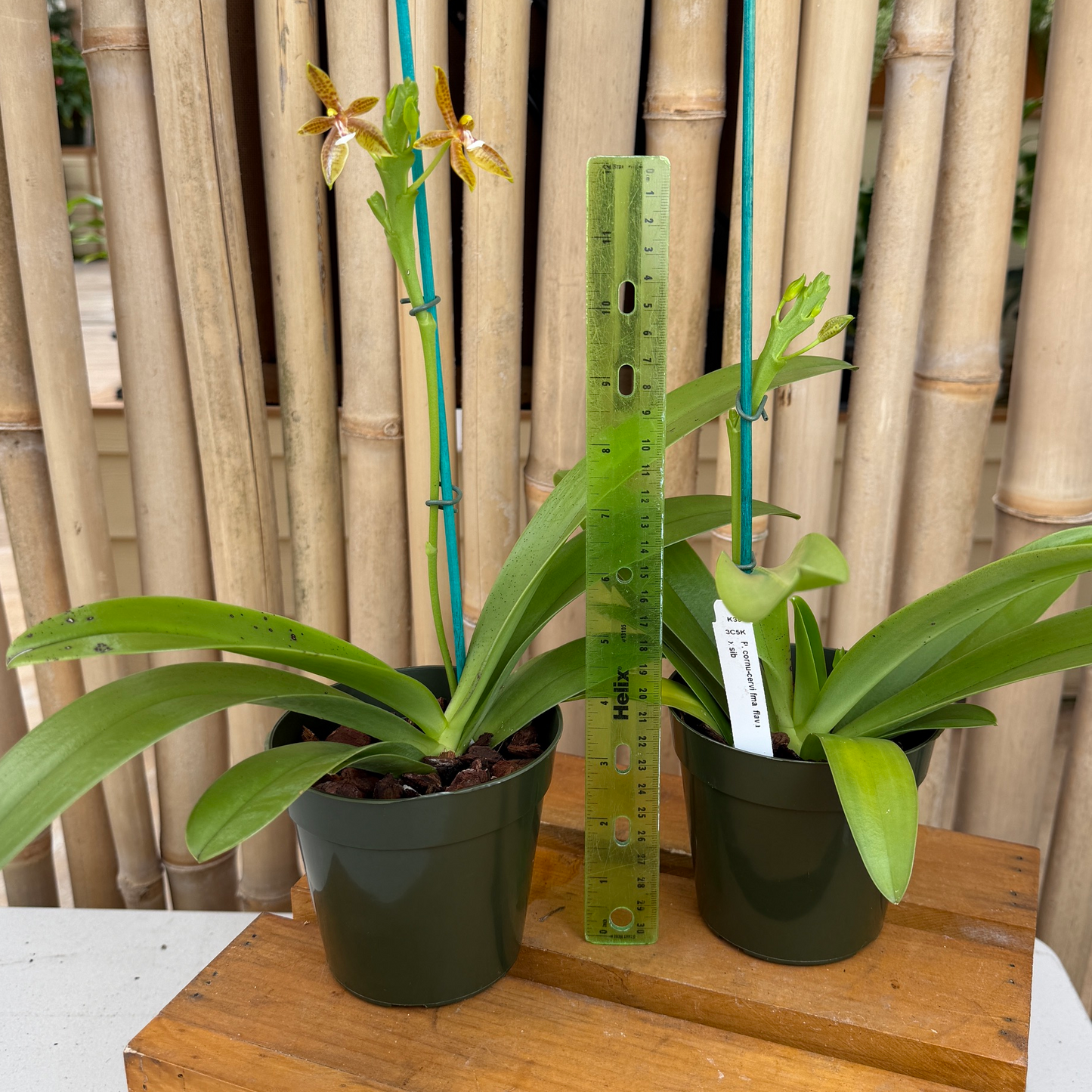 Phal. cornu-cervi fma flava x sib (4" pot) - Buds/Blooms