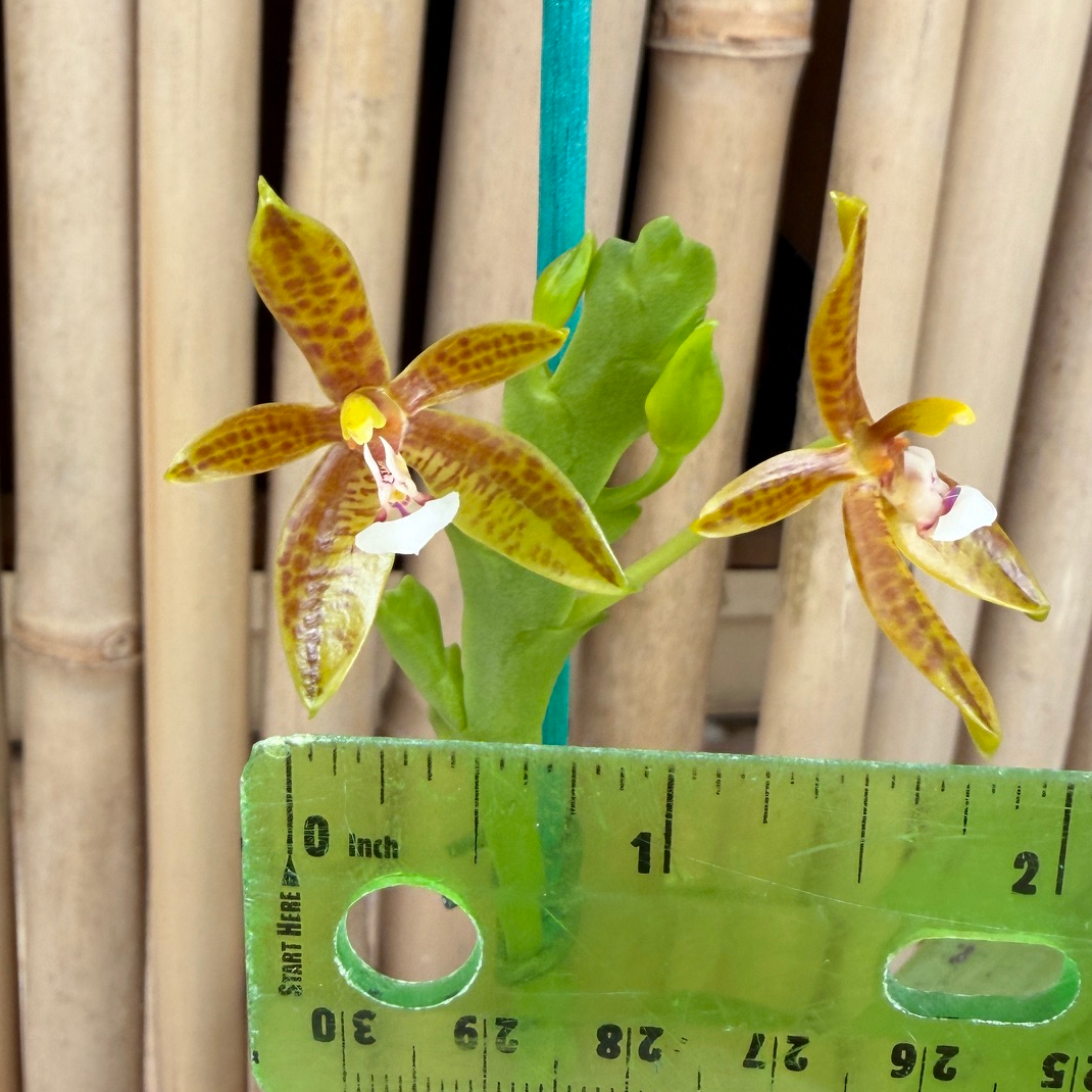 Phal. cornu-cervi fma flava x sib (4" pot) - Buds/Blooms