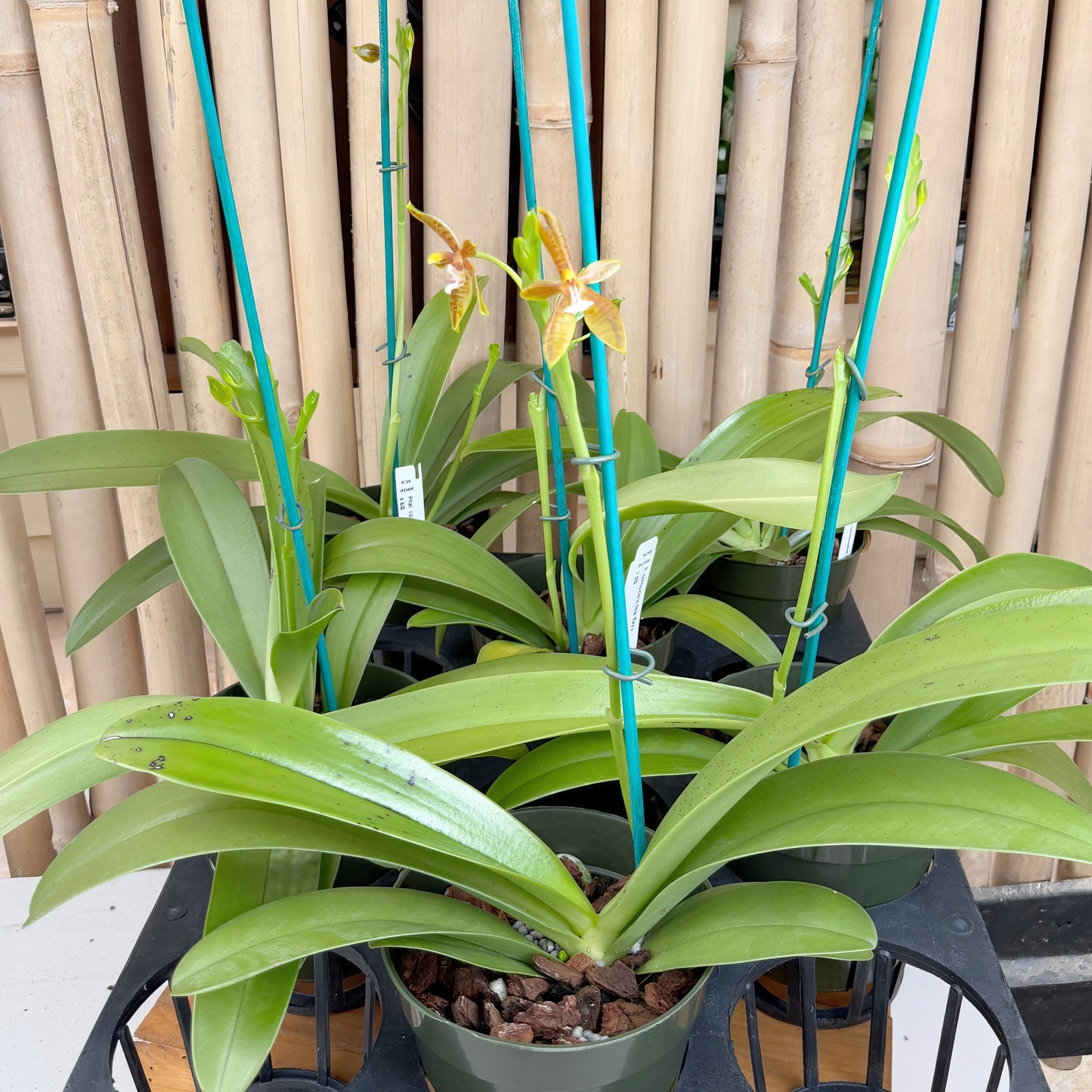Phal. cornu-cervi fma flava x sib (4" pot) - Buds/Blooms