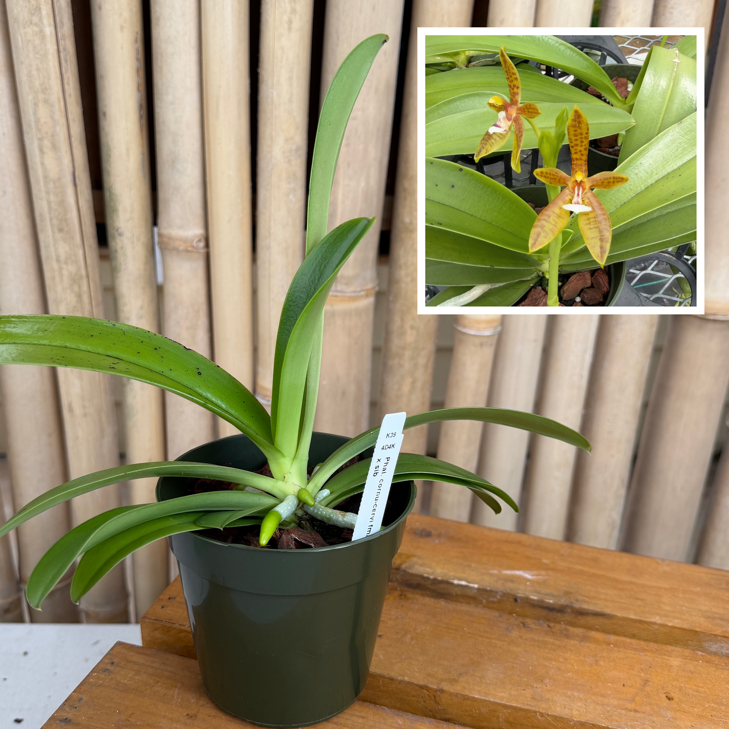 Phal. cornu-cervi fma flava x sib (4" pot) - Not Blooming