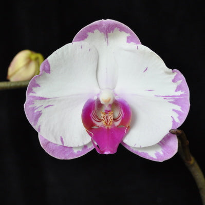 Dtps. Yu-Pin Sweety (Double Spike)